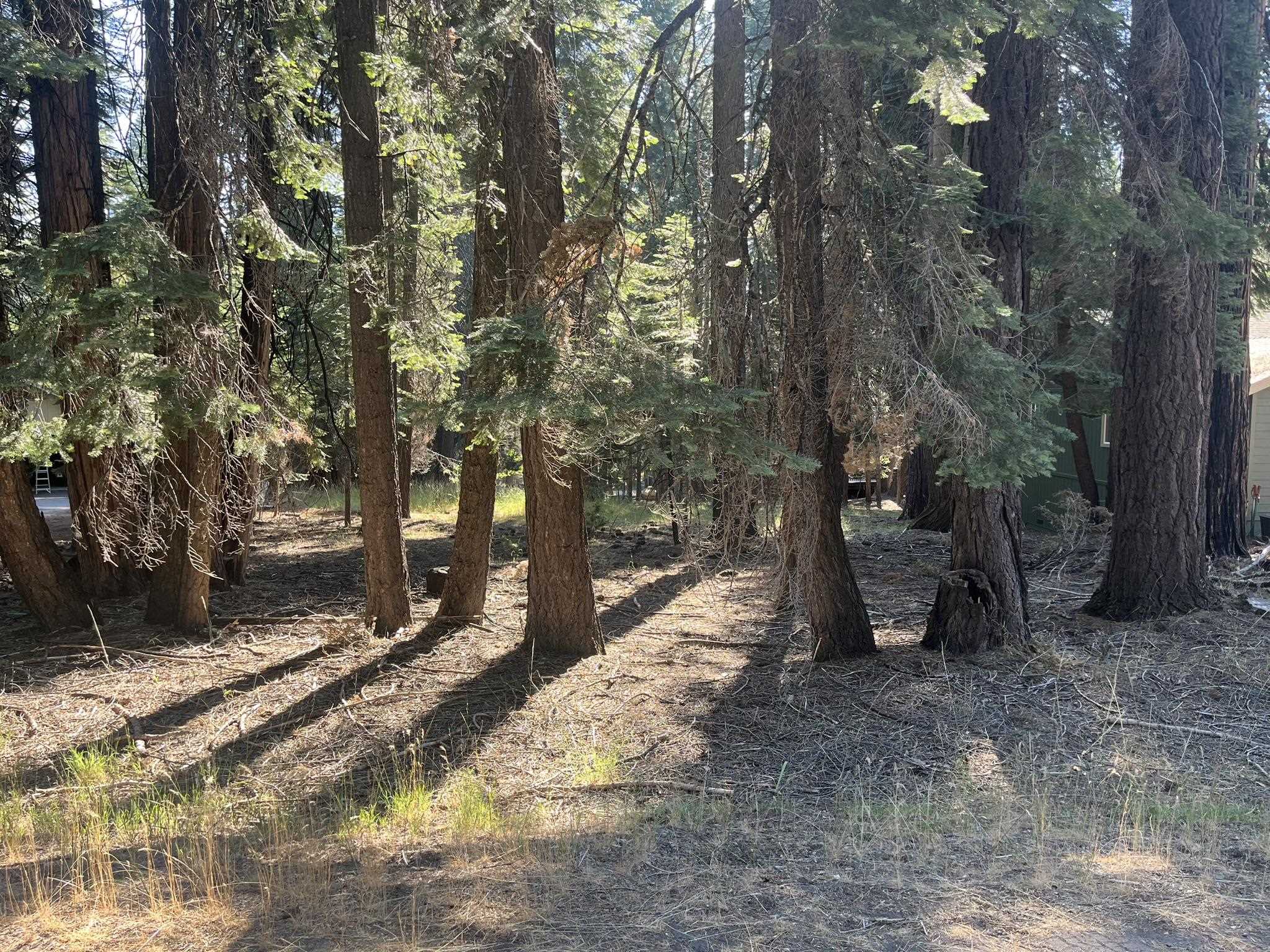 a view of a yard with trees