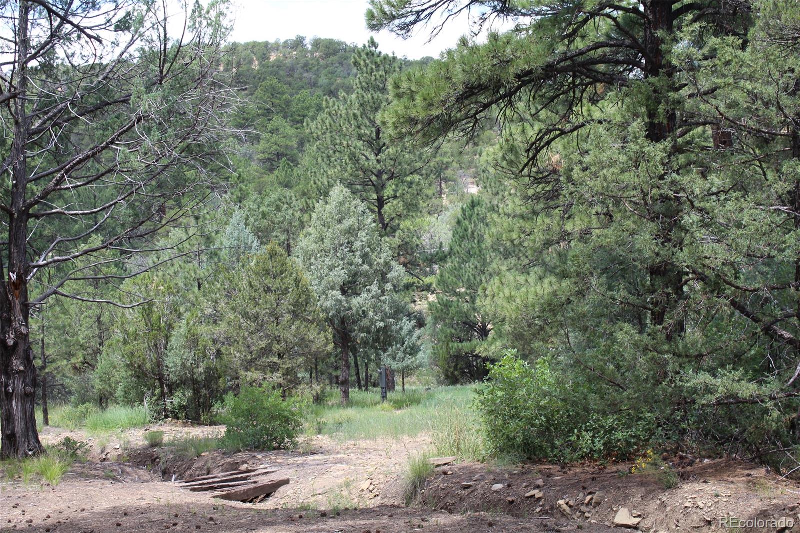 a view of a forest with trees