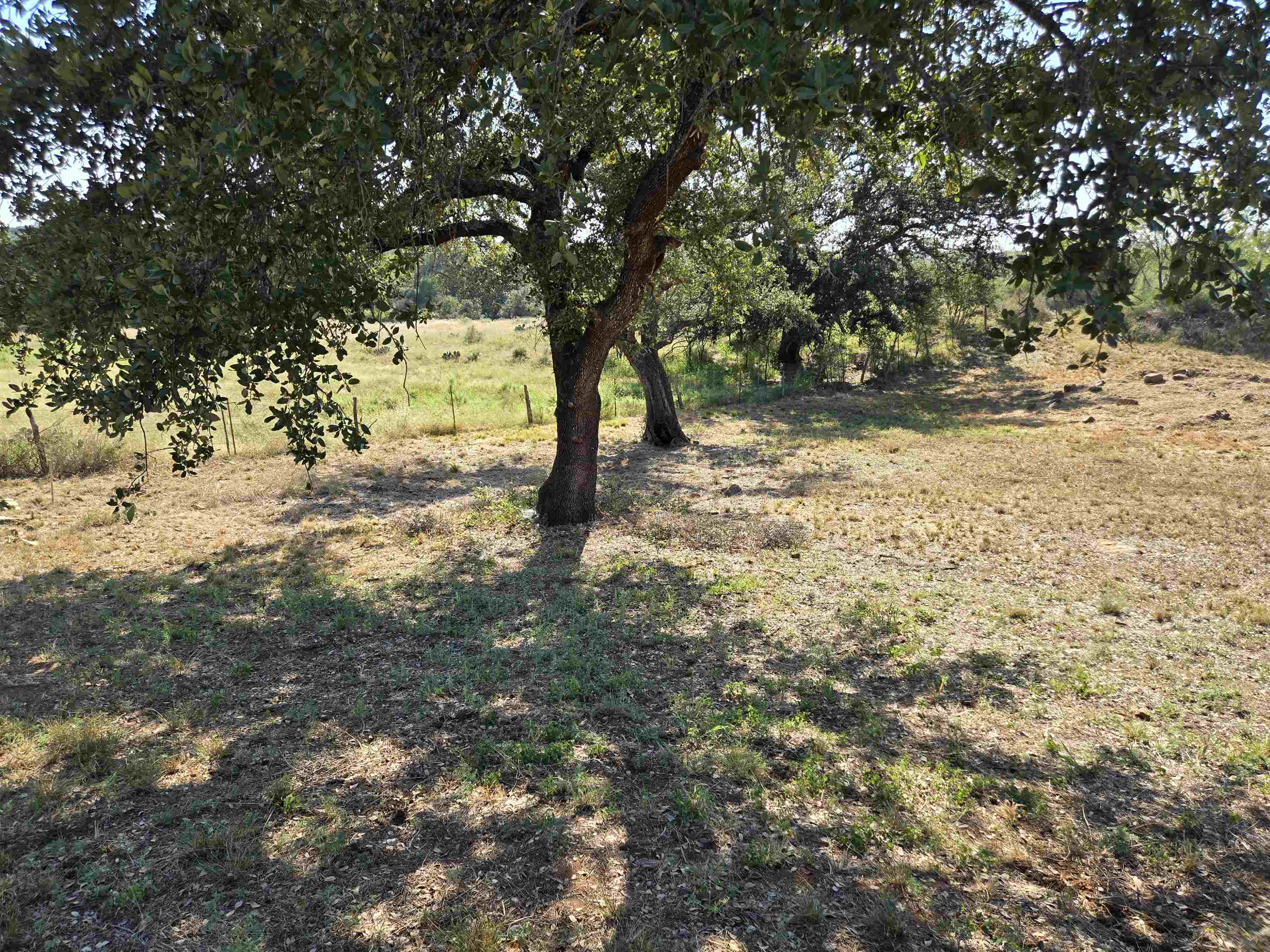 a view of a yard with large trees