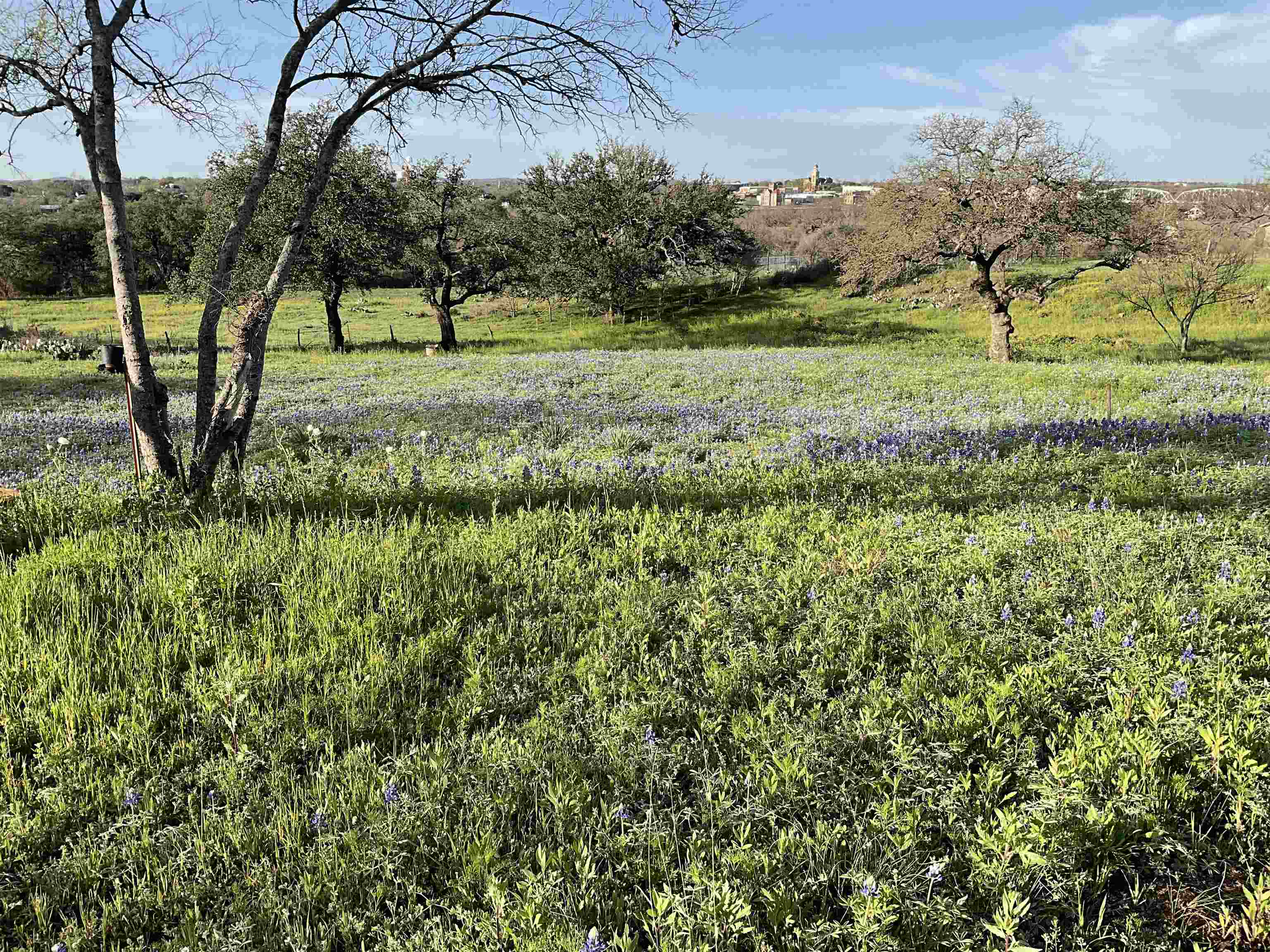 a view of backyard with green space