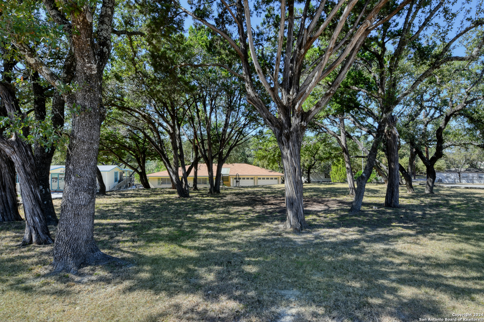 a view of a tree in the middle of a yard