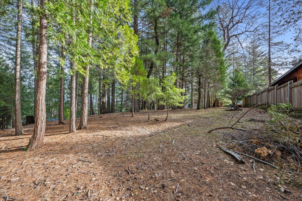 a view of a yard with plants and trees