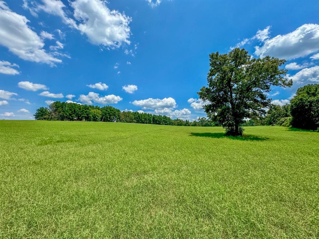 a view of yard with green space