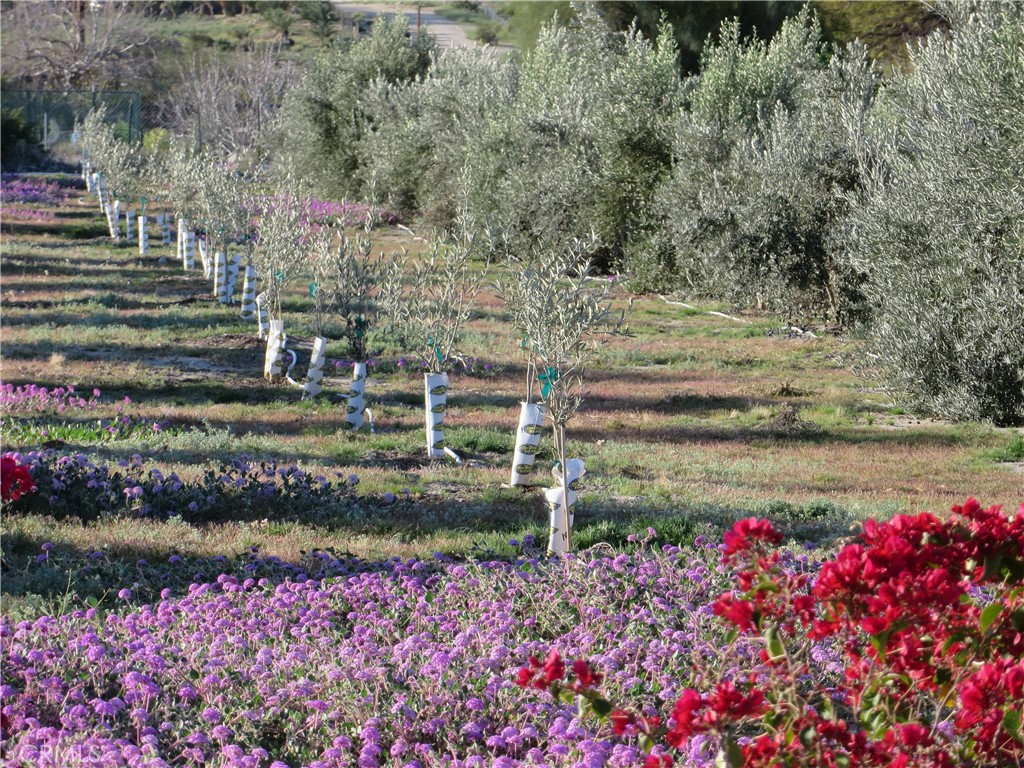 a view of a garden with flowers and trees