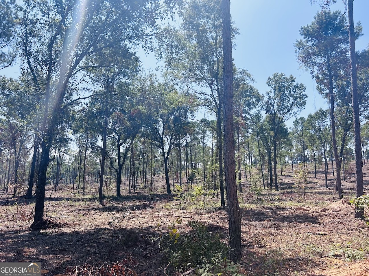 a view of tree in middle of forest