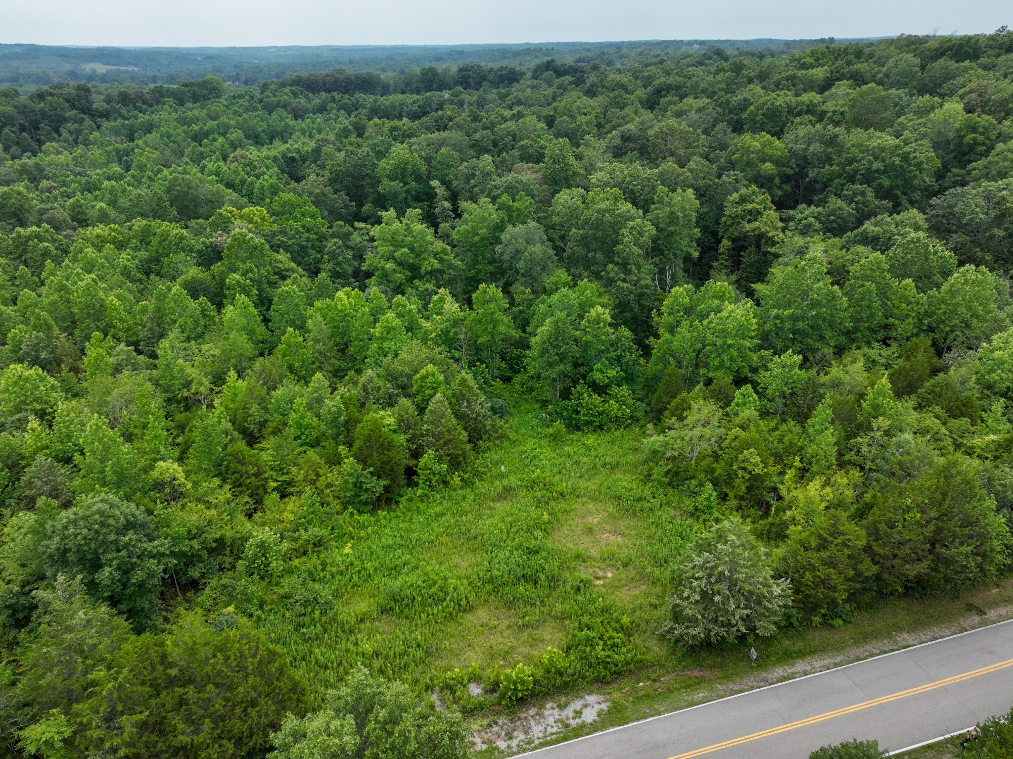 a view of a forest with a street