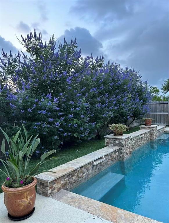 Purple vitex bloom every spring