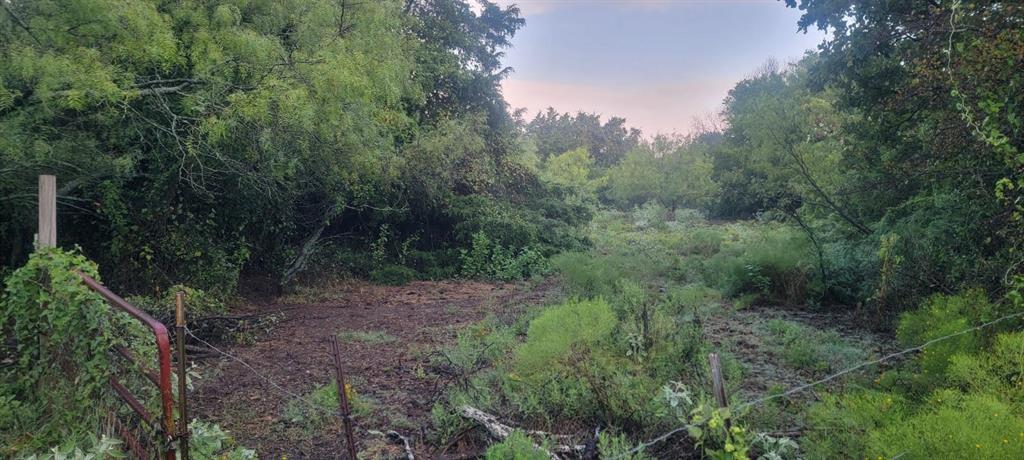 a view of a lush green forest