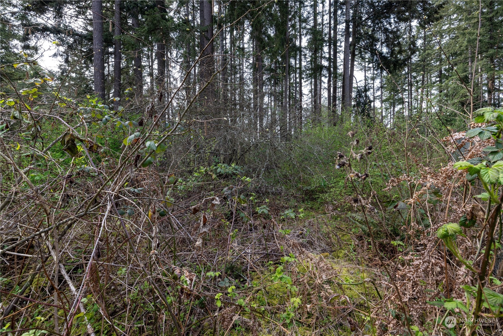 a view of a forest with a tree