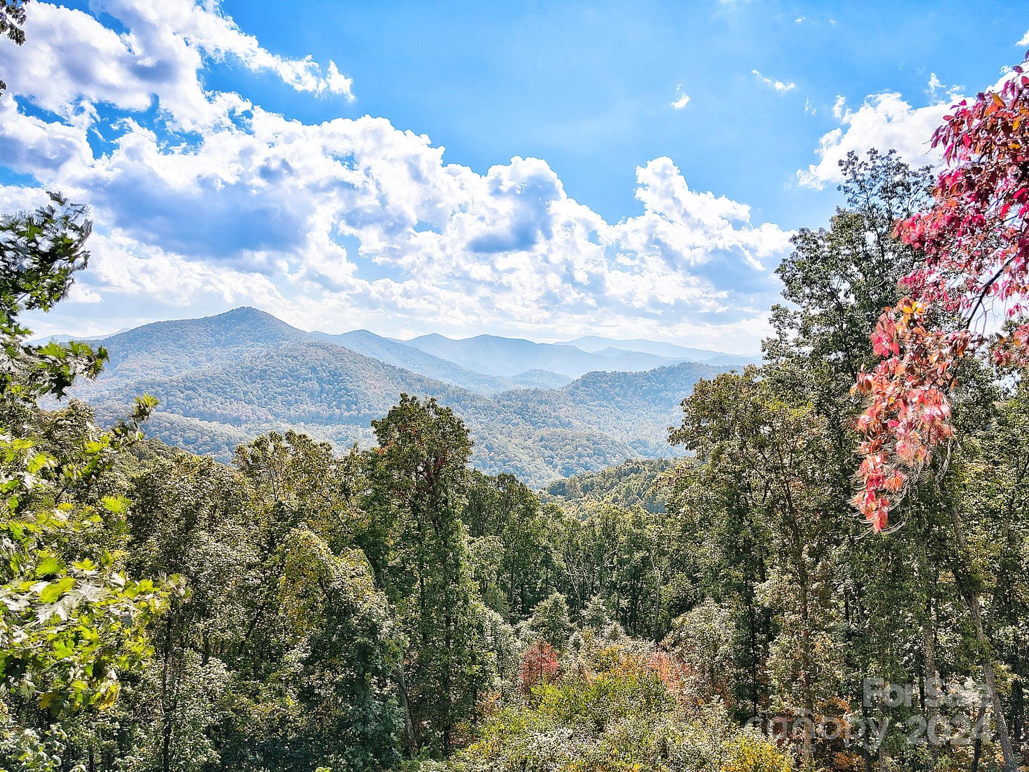 a view of a bunch of trees