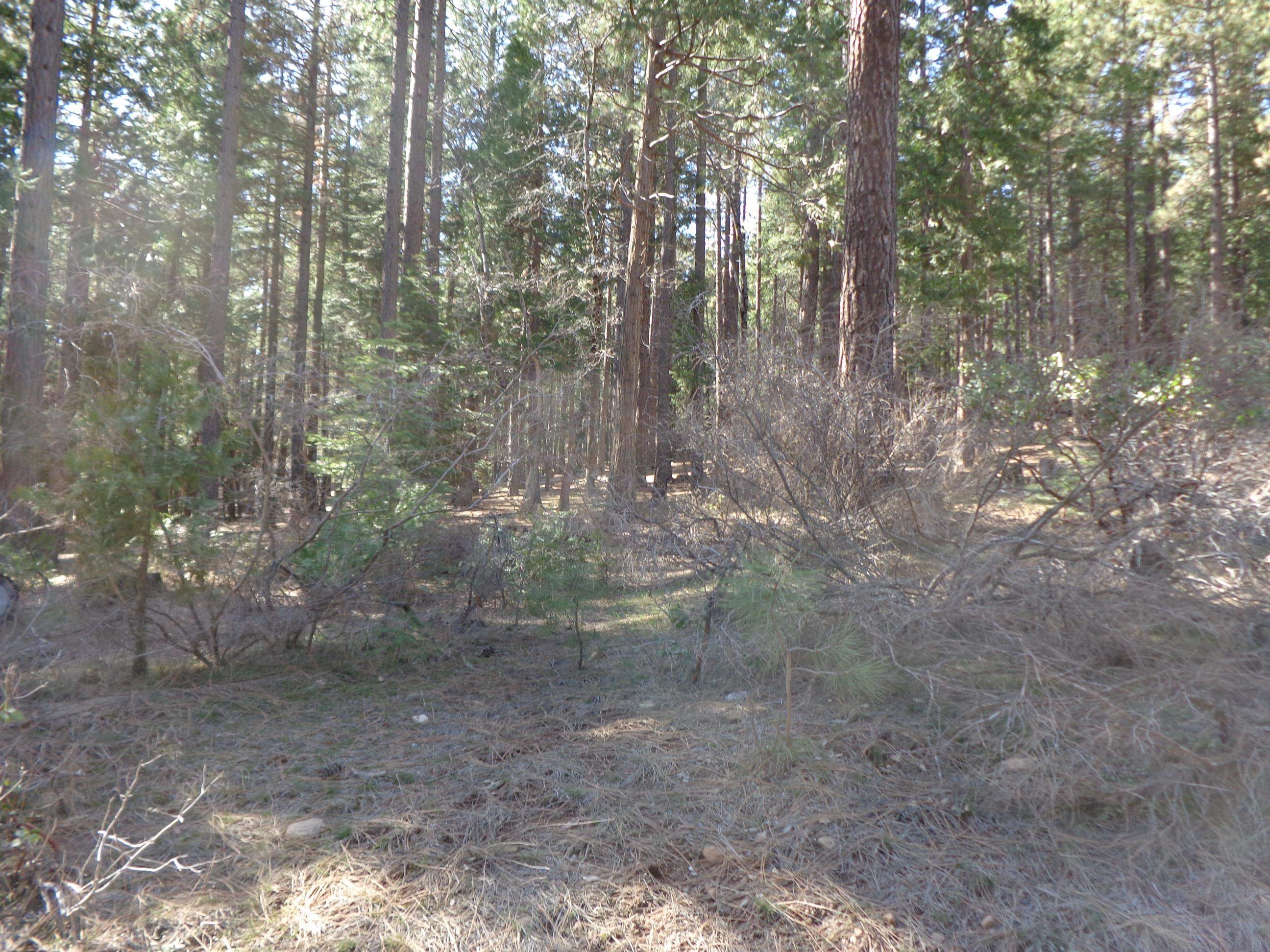 a view of a forest filled with trees