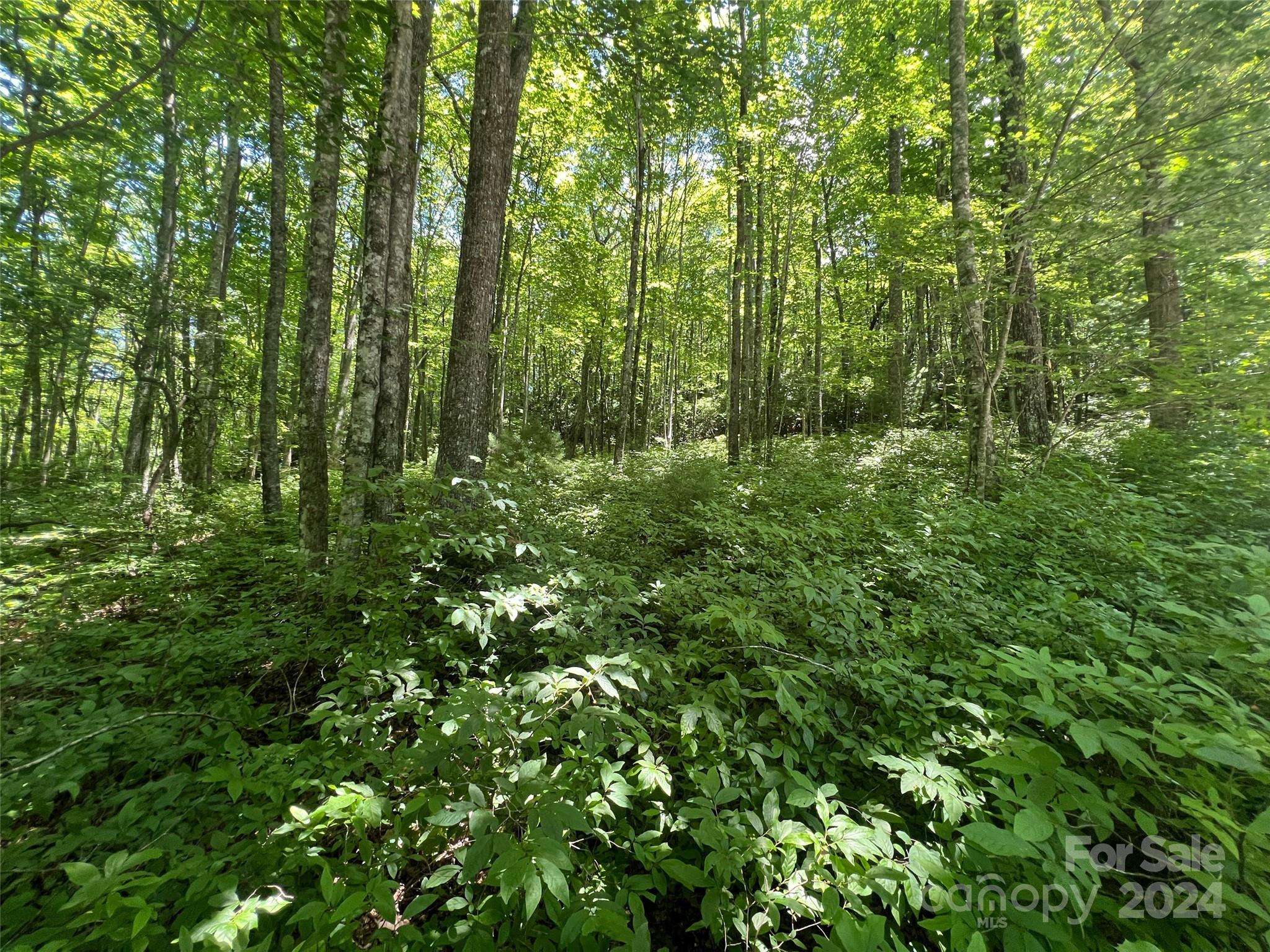 a view of a lush green forest