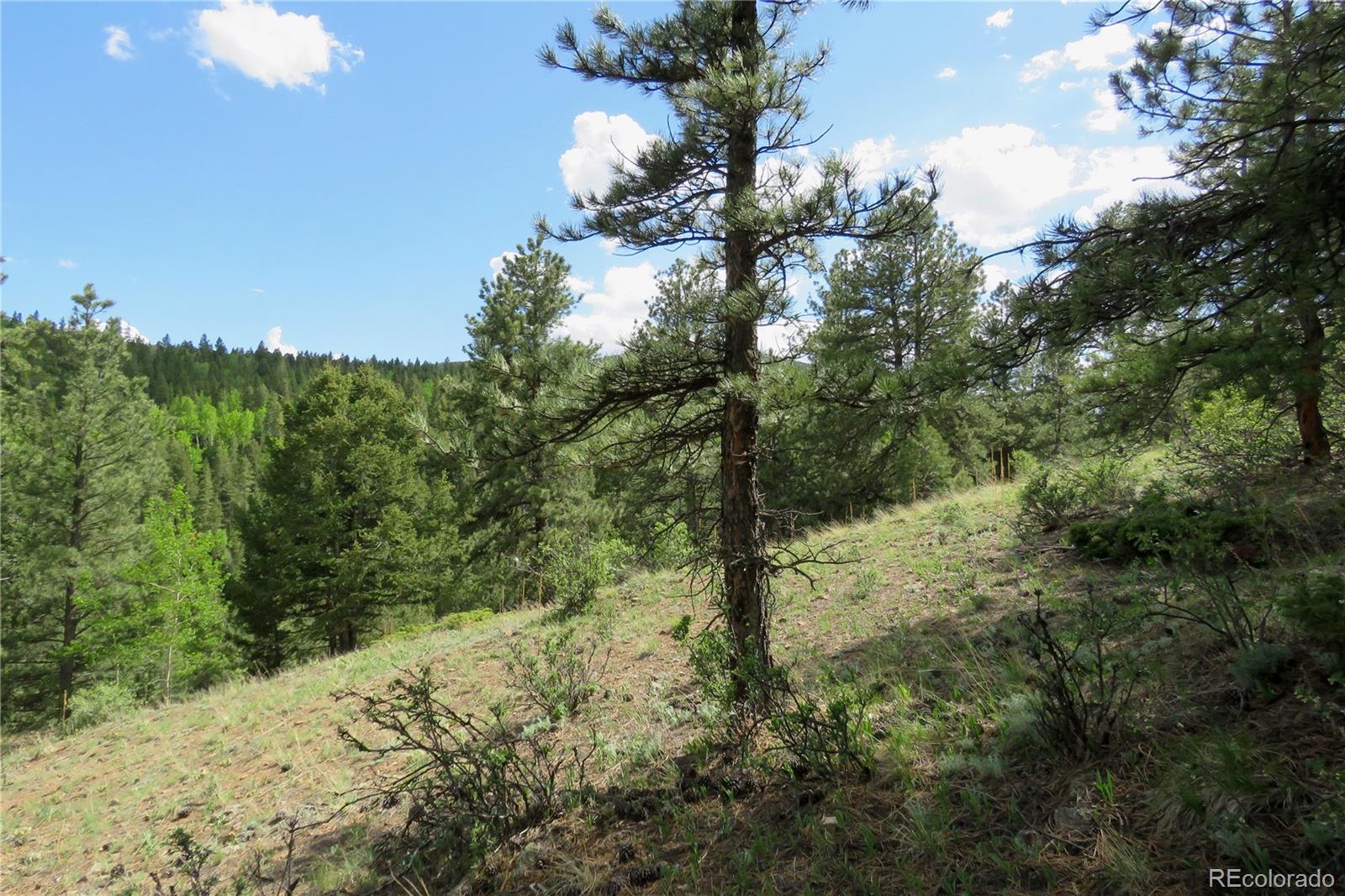 a view of a forest filled with trees