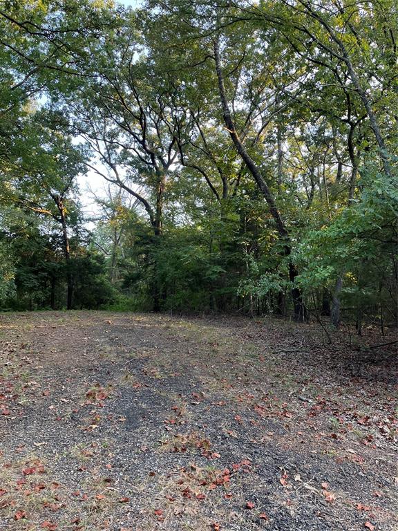 a view of a yard with large trees