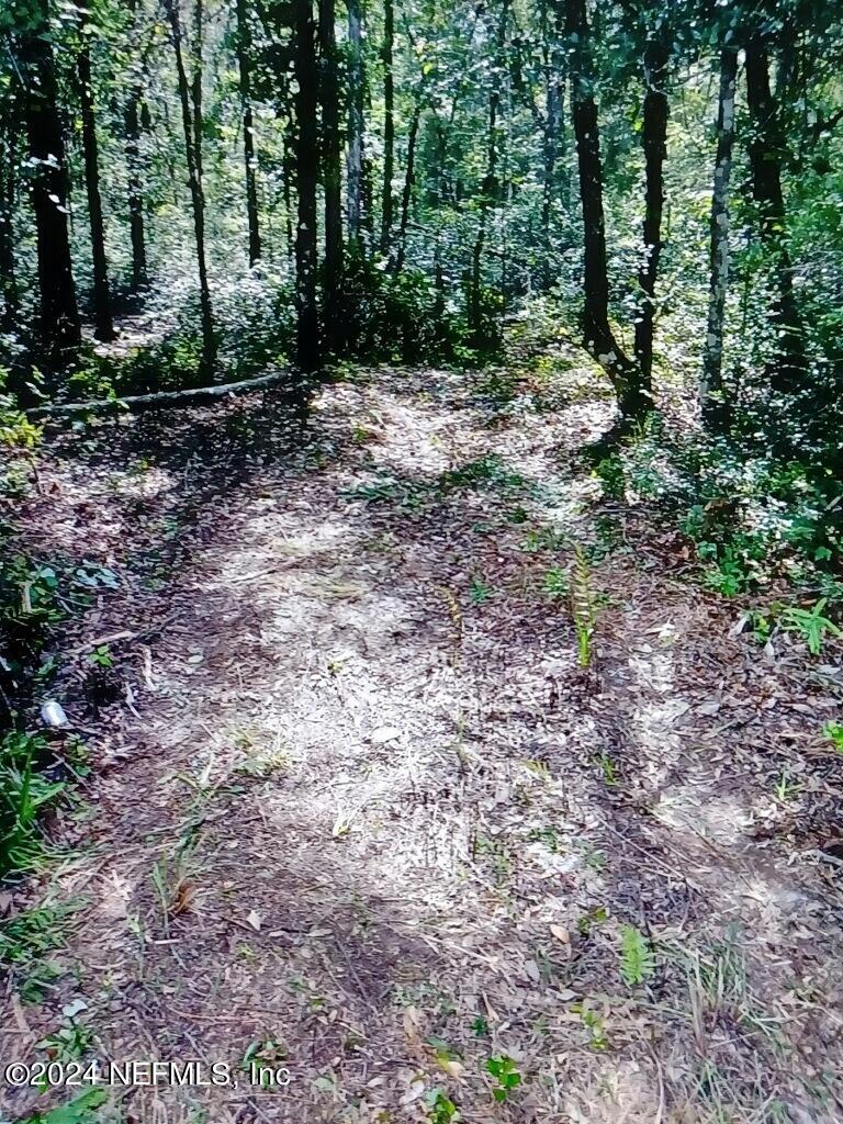 a view of a forest with trees in the background