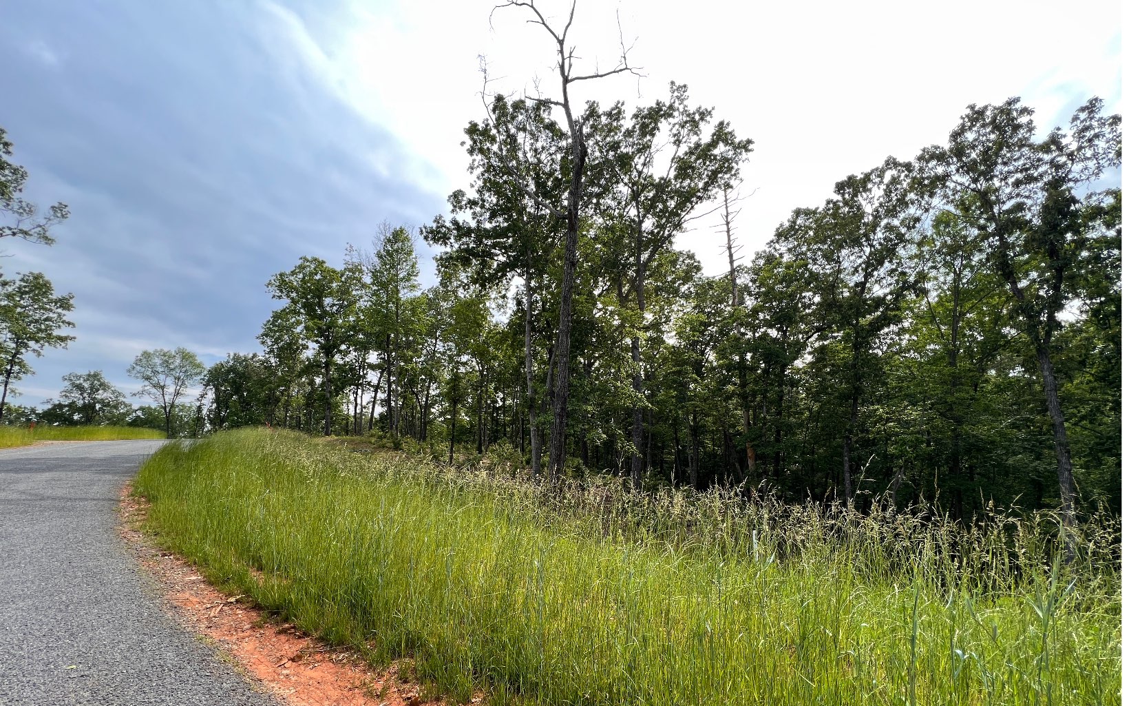 a view of a lush green space