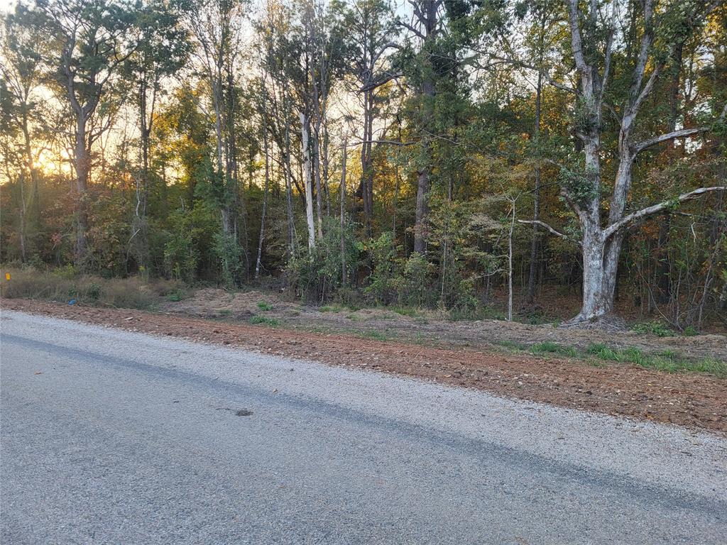 a view of a forest with trees