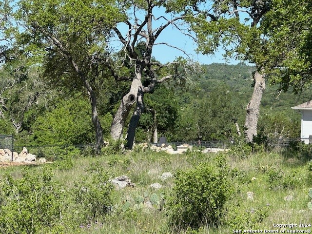 a view of a lush green forest