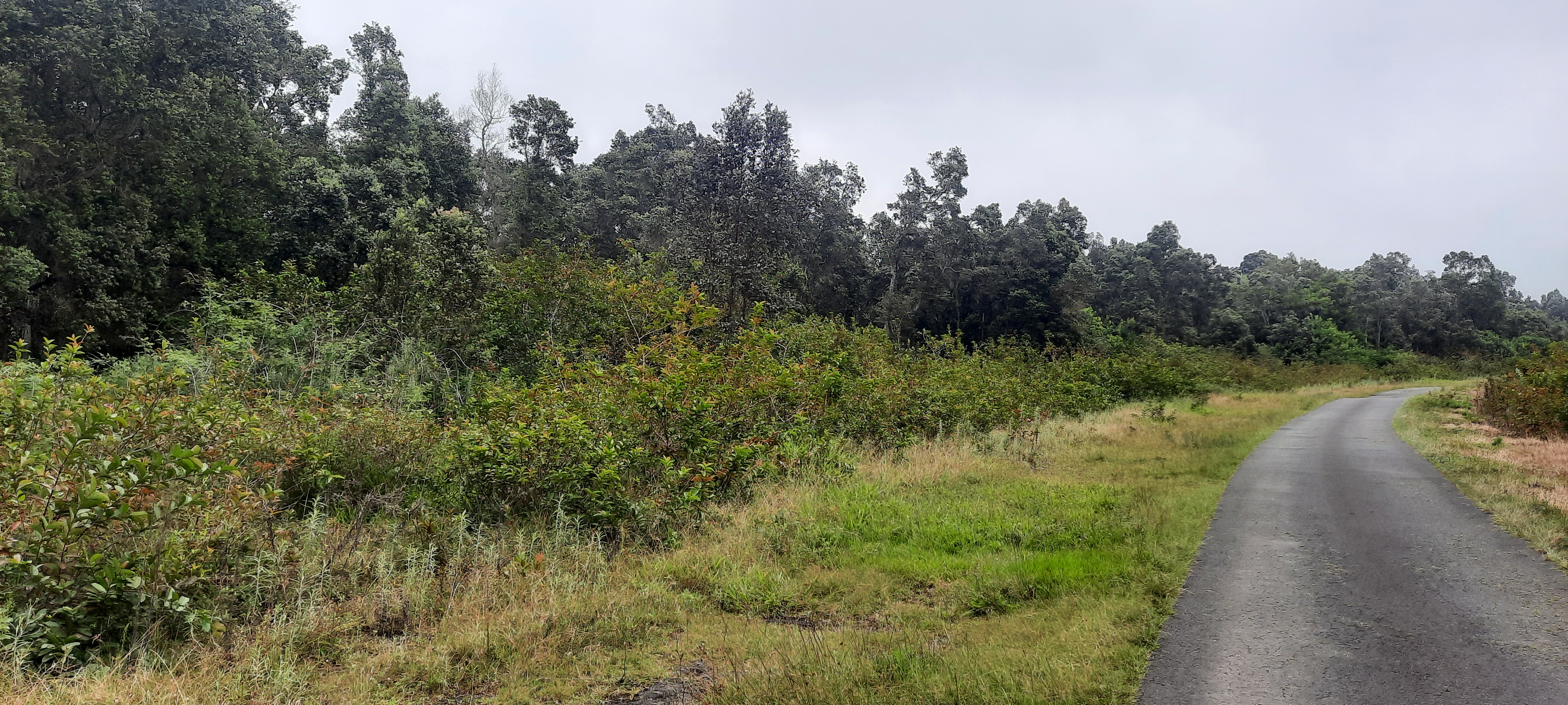 a view of a lake with a yard and large trees