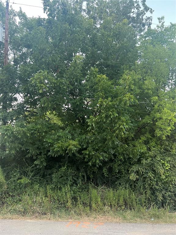 a view of a forest with lots of trees