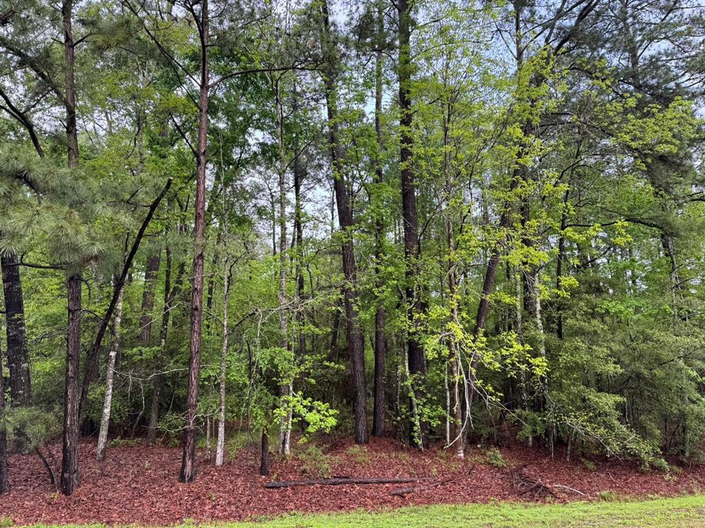 a view of a forest with plants and trees