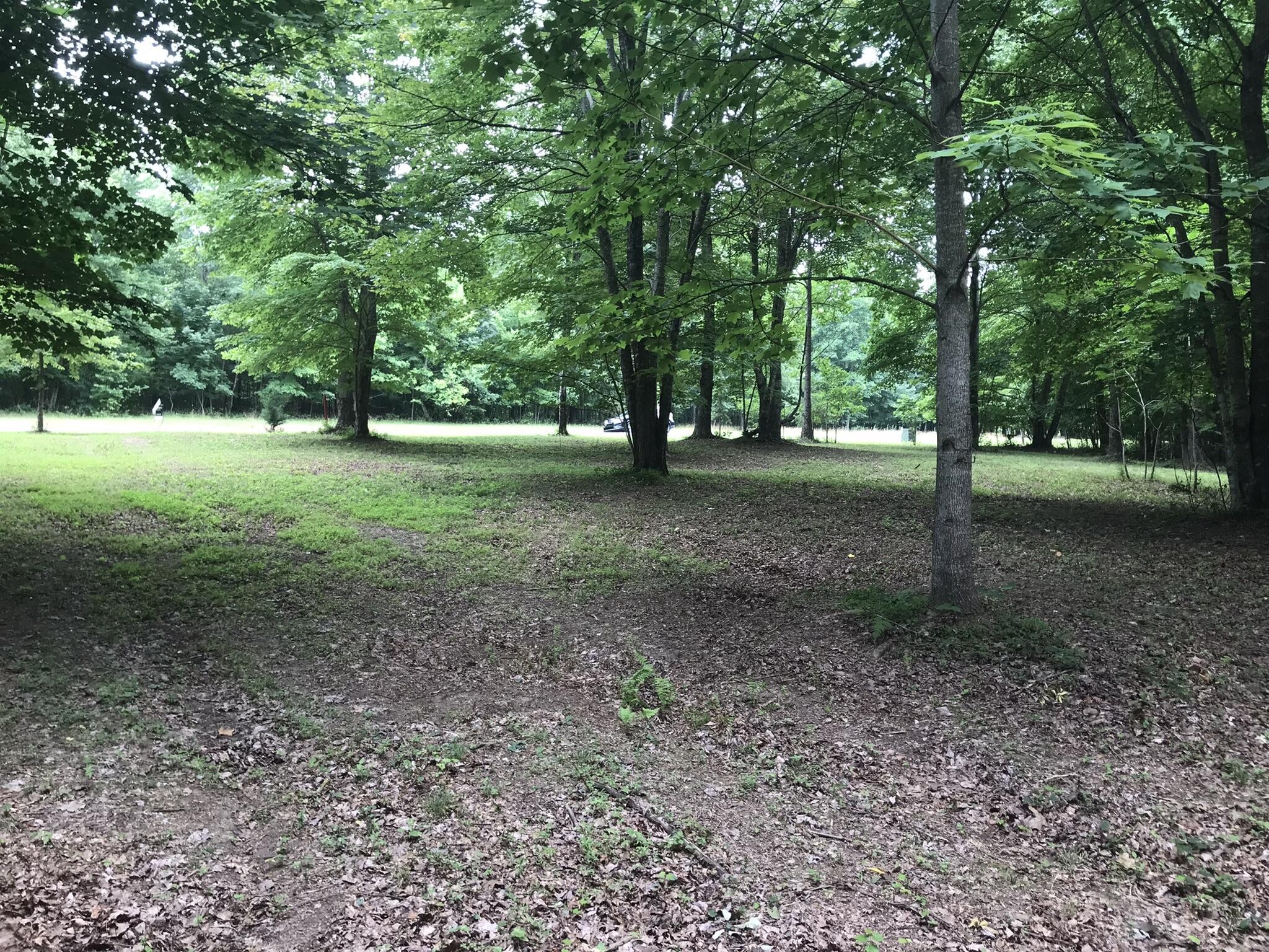 a view of a tree in the middle of a forest