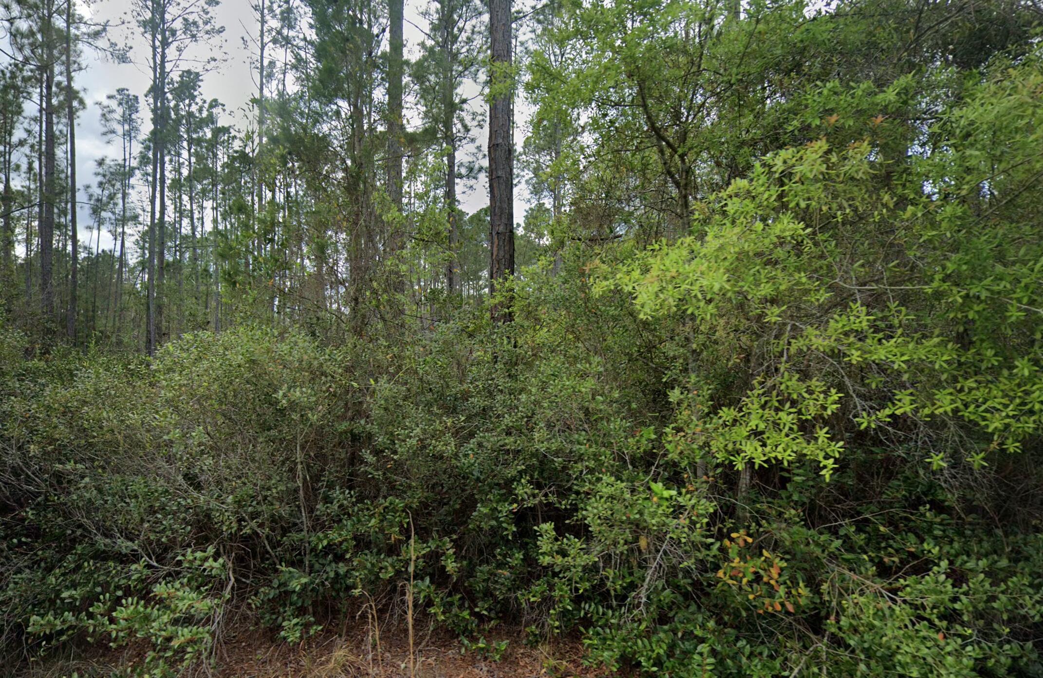 a view of a lush green forest