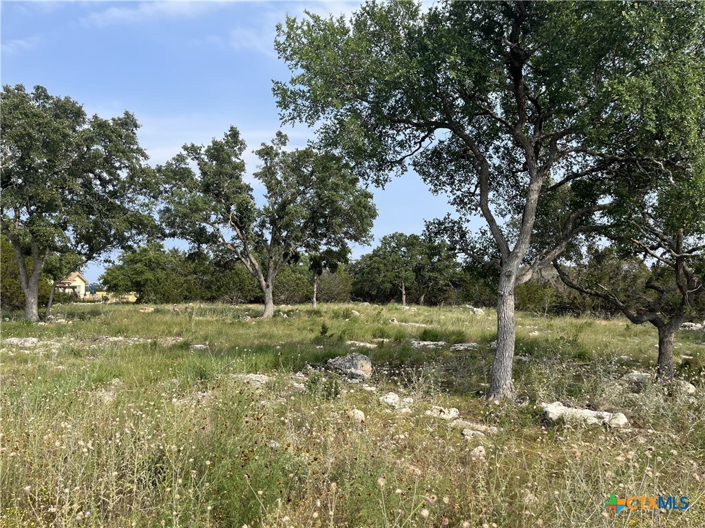 a view of a yard with a tree