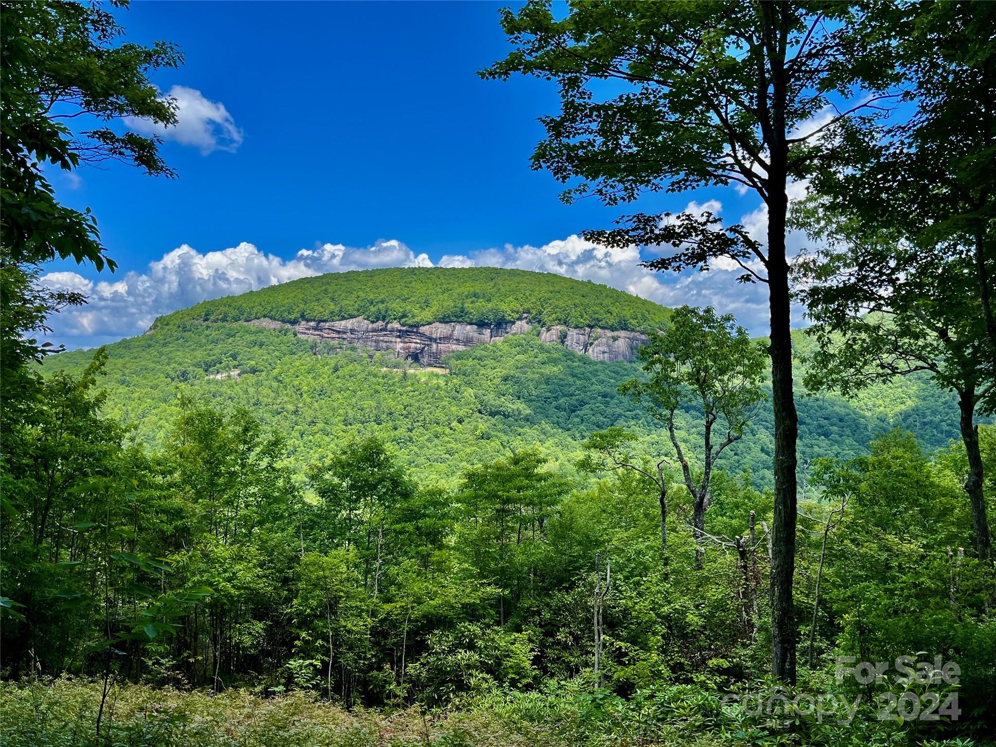 a view of a lush green space