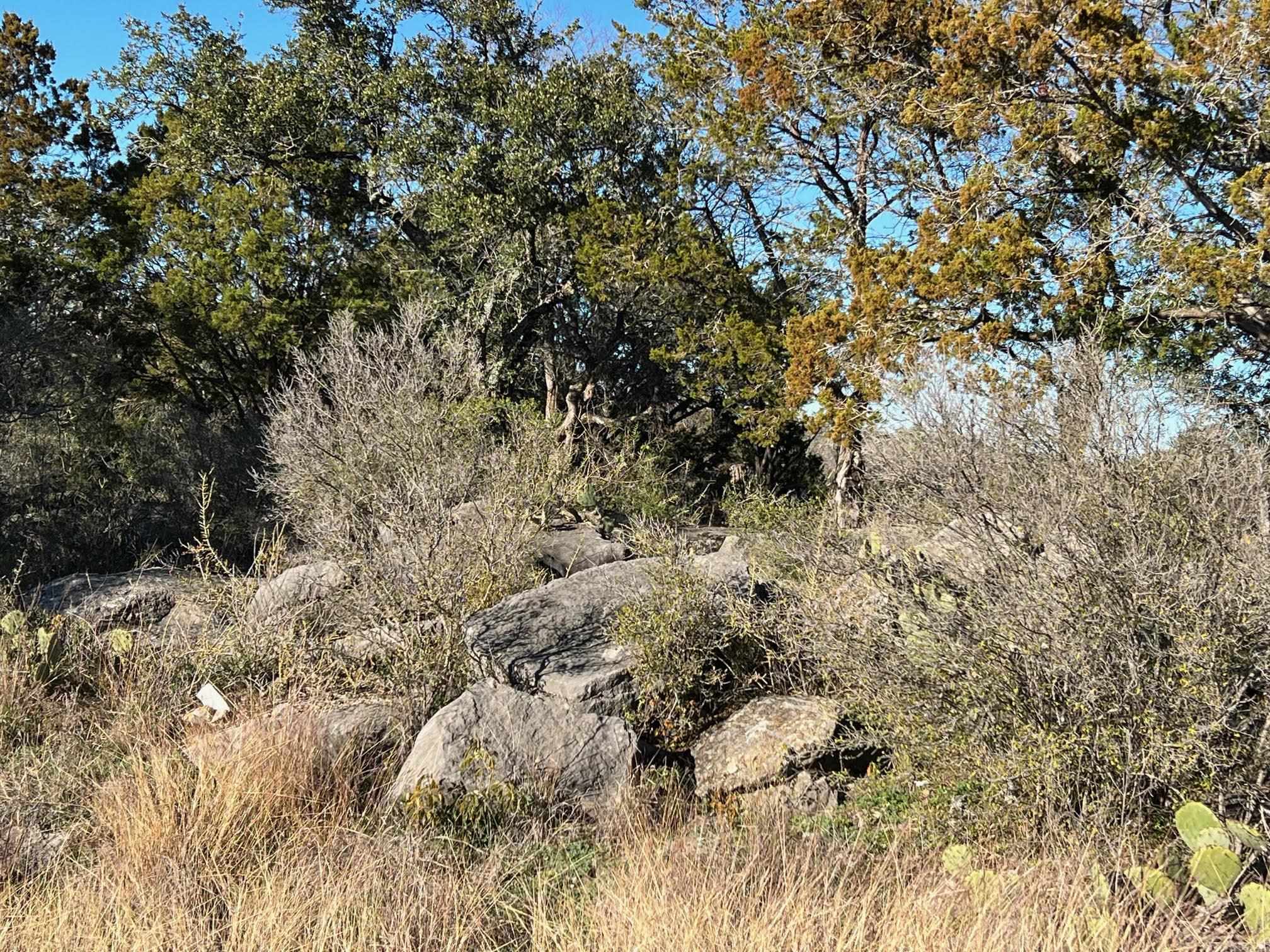 a view of a tree in a yard