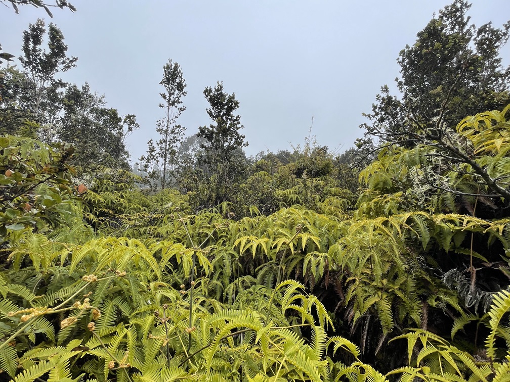 a view of a garden