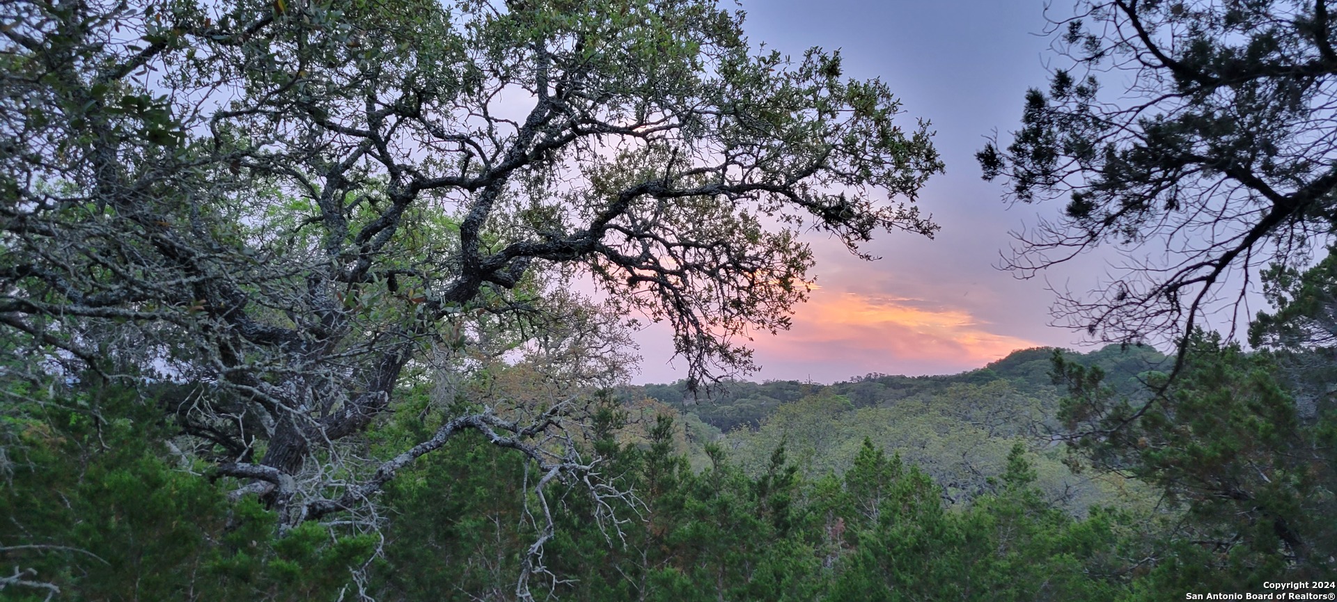 a view of a forest with a tree