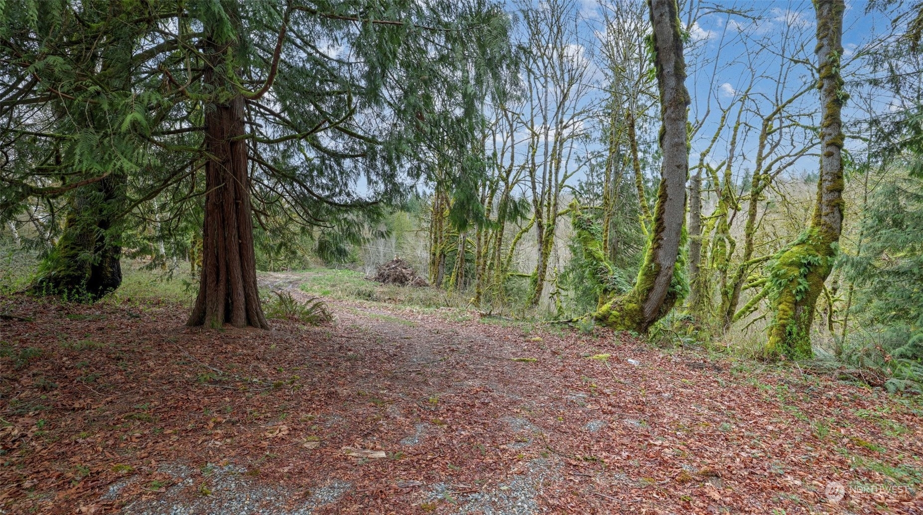 a view of a yard with large trees