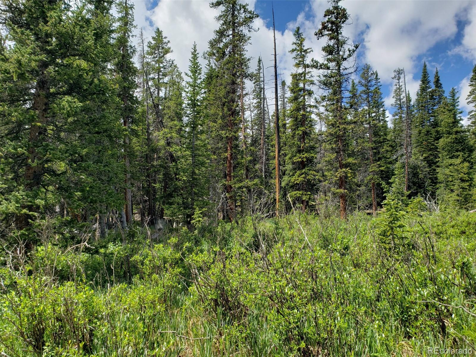 a view of a lush green forest