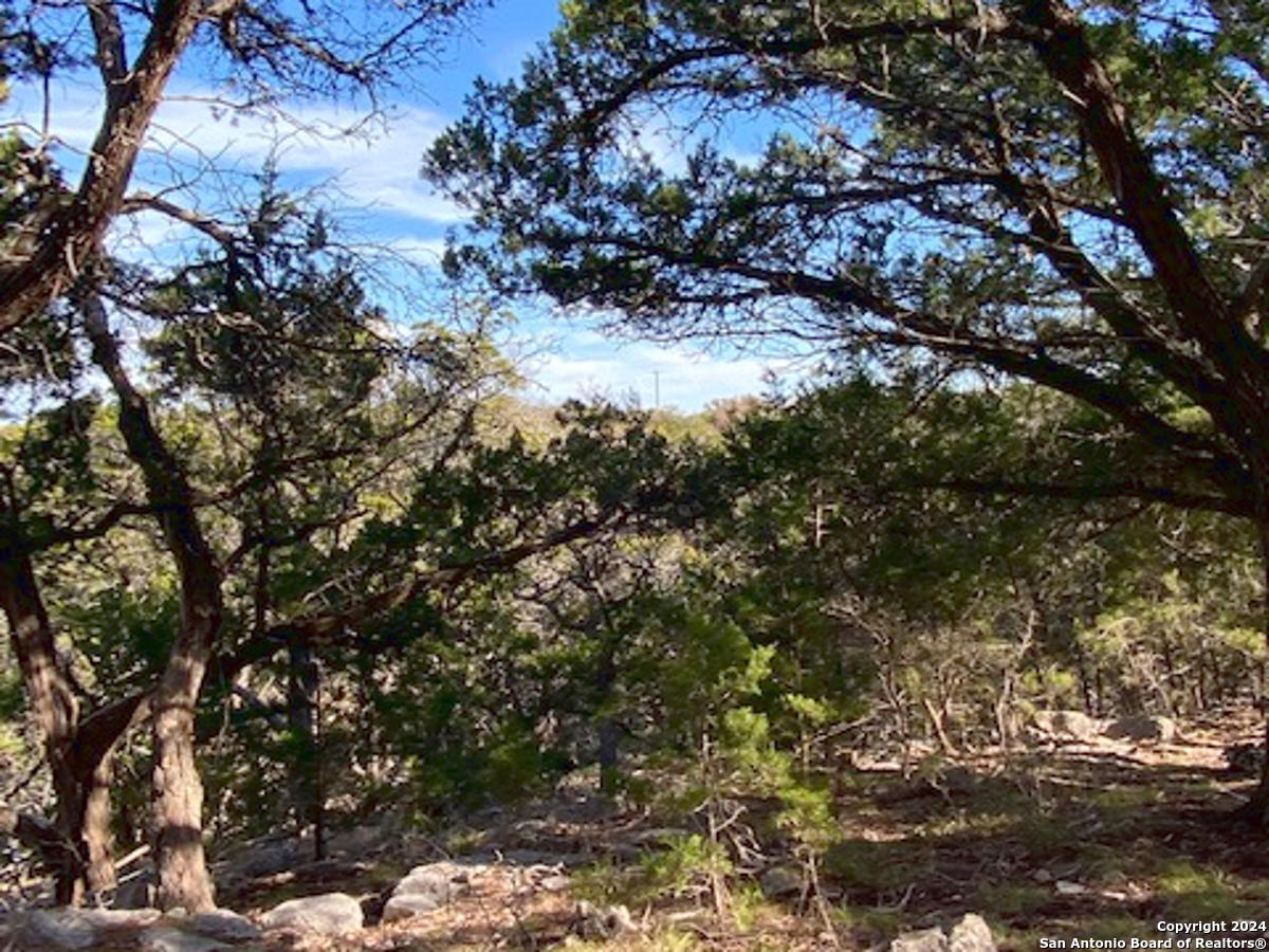 a view of a forest