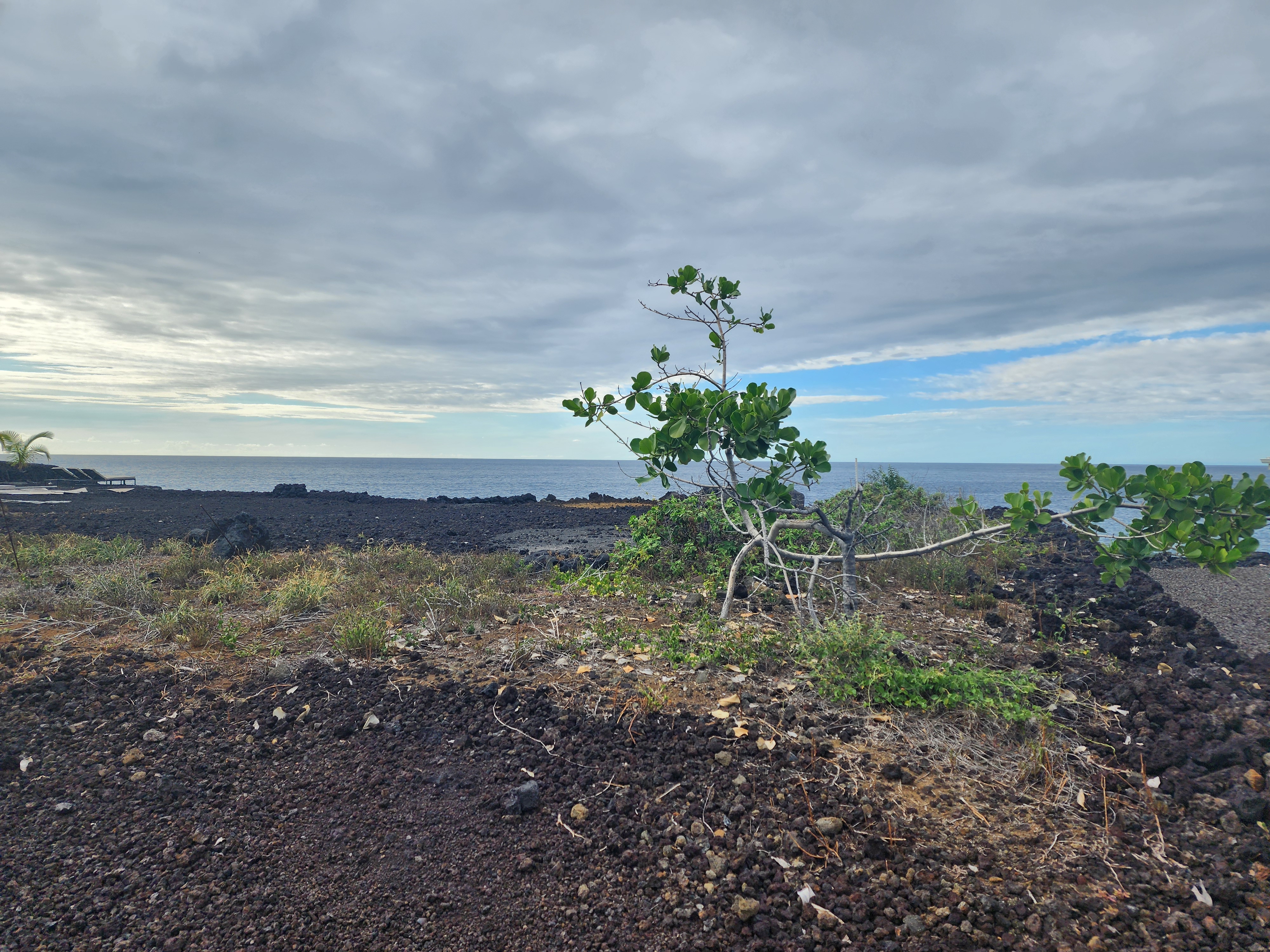 a view of a yard with an ocean view