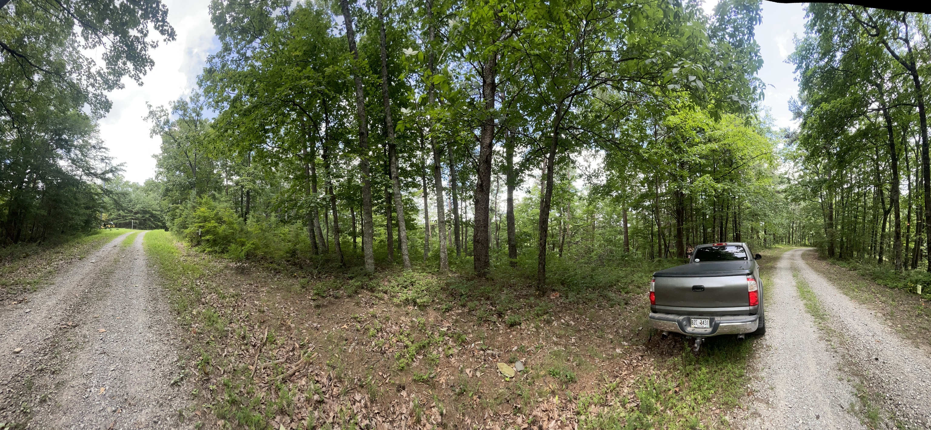 a car parked in the middle of a forest