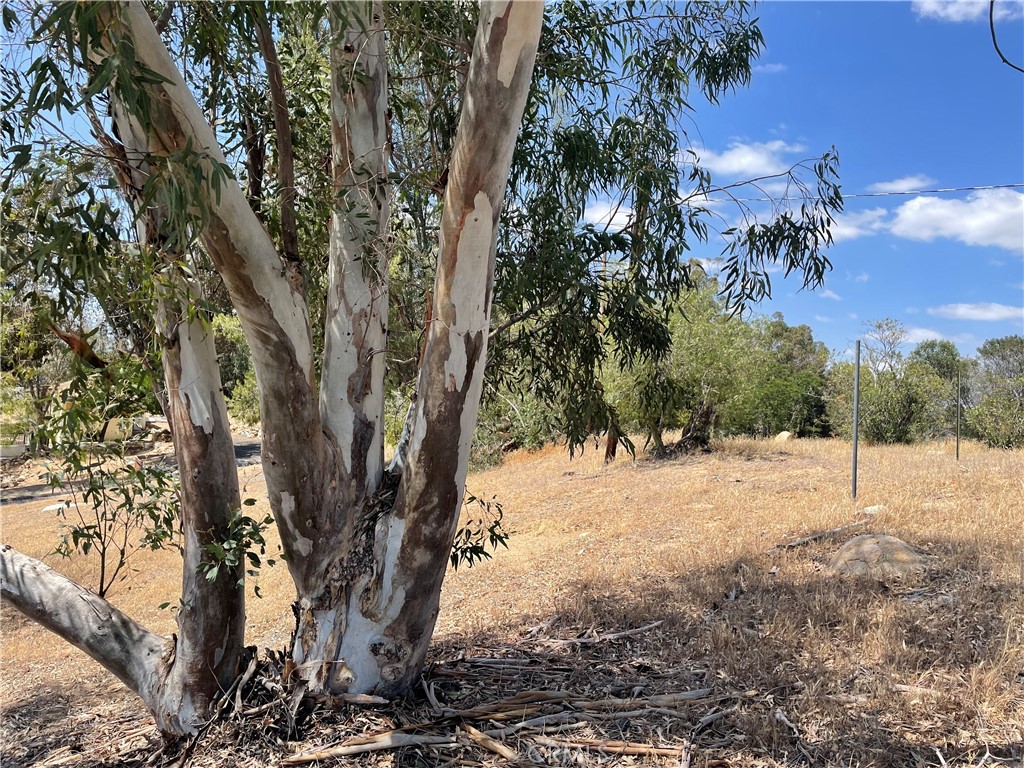 a view of a yard with trees