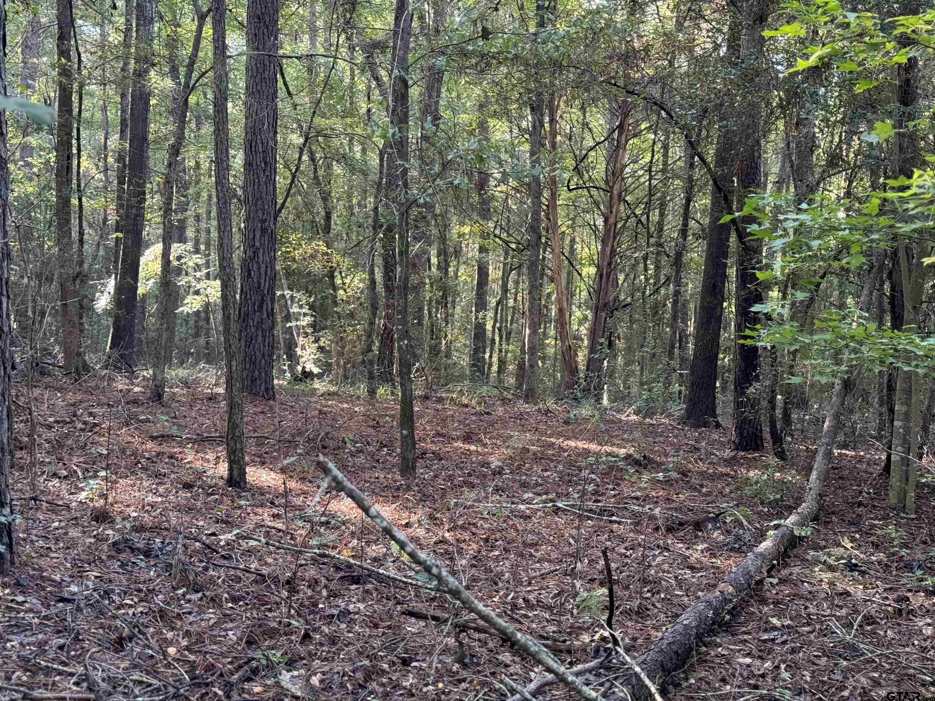 a view of outdoor space with lots of trees