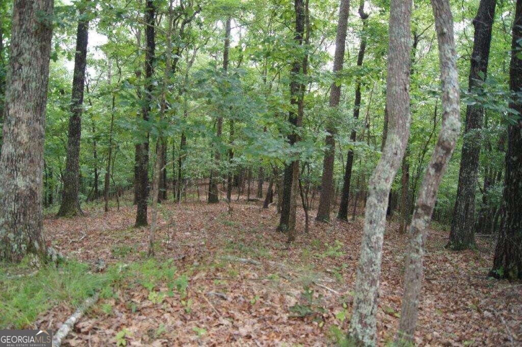 a view of a forest with trees in the background