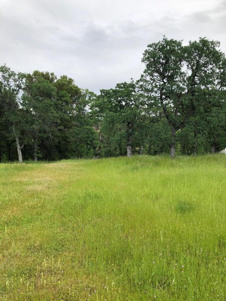 a view of a field with a trees in the background