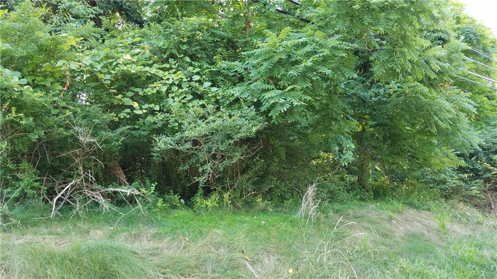 a view of a lush green forest