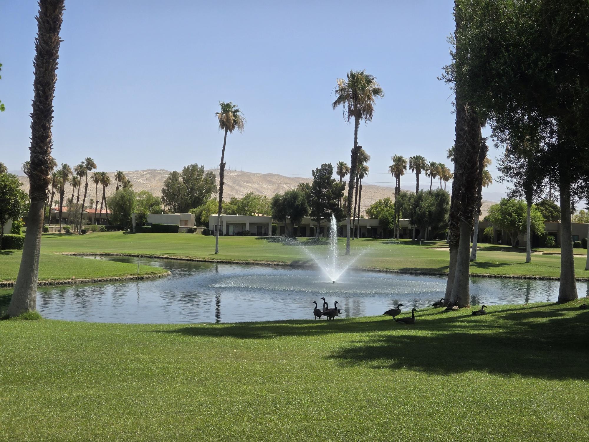 a view of a park with palm trees