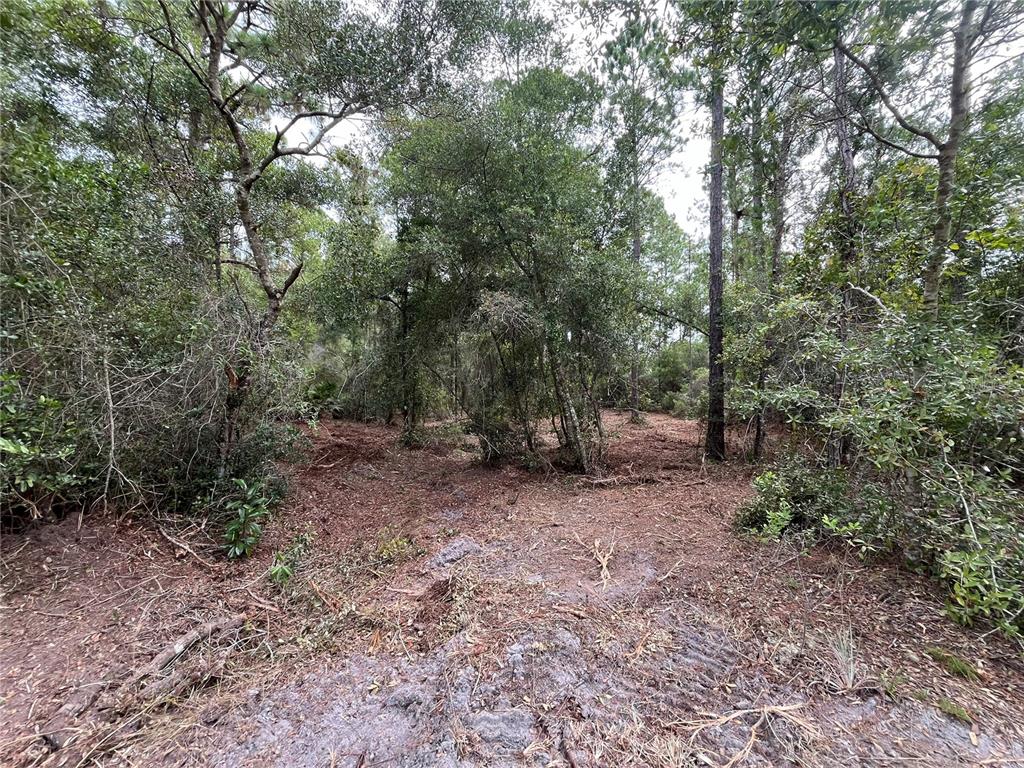 a view of a forest with trees in the background