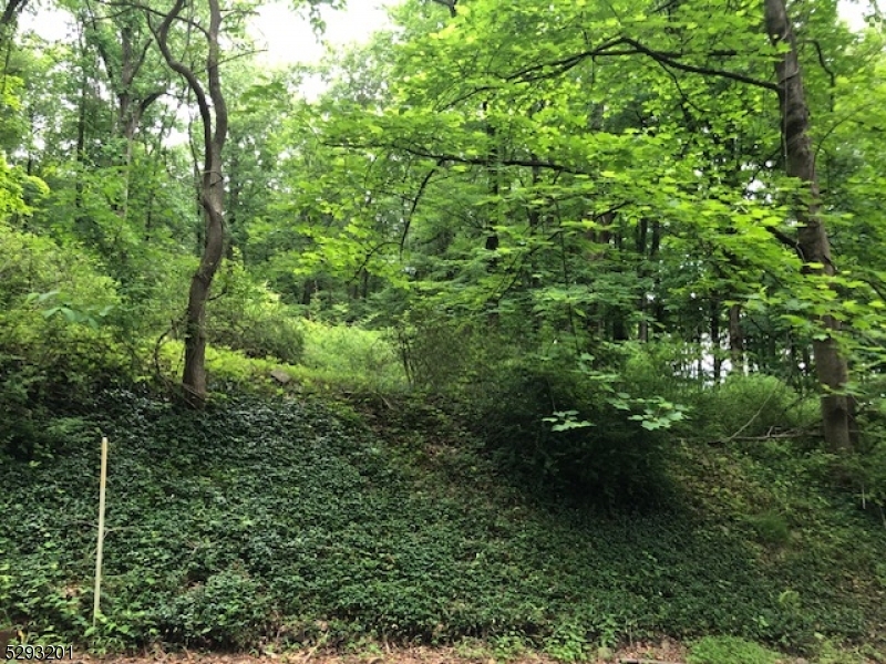 a view of a lush green forest