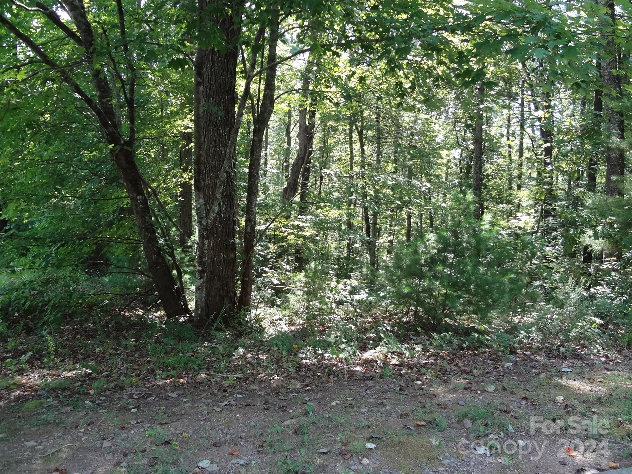 a view of a forest with trees in the background