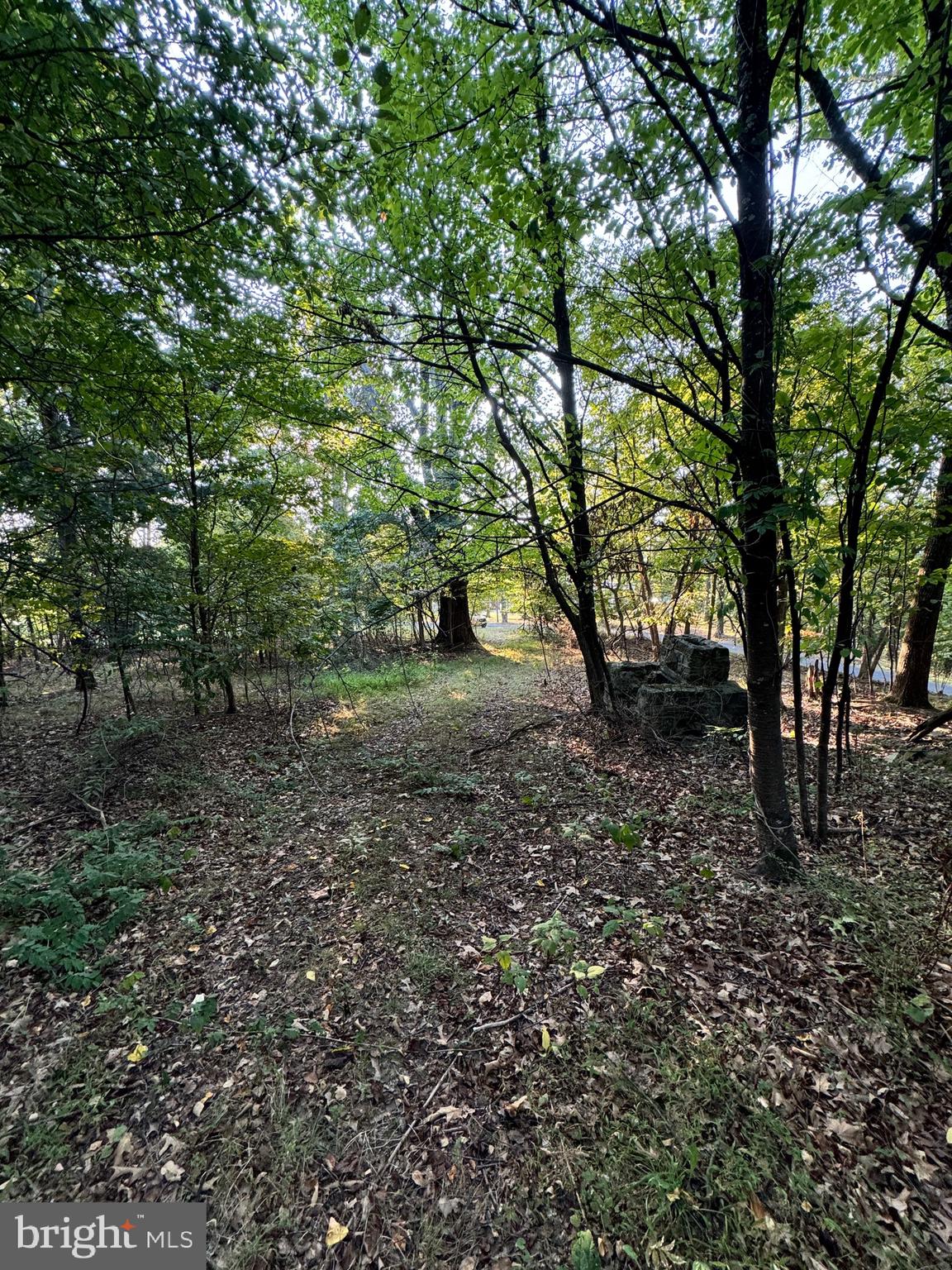 a view of some trees in a forest