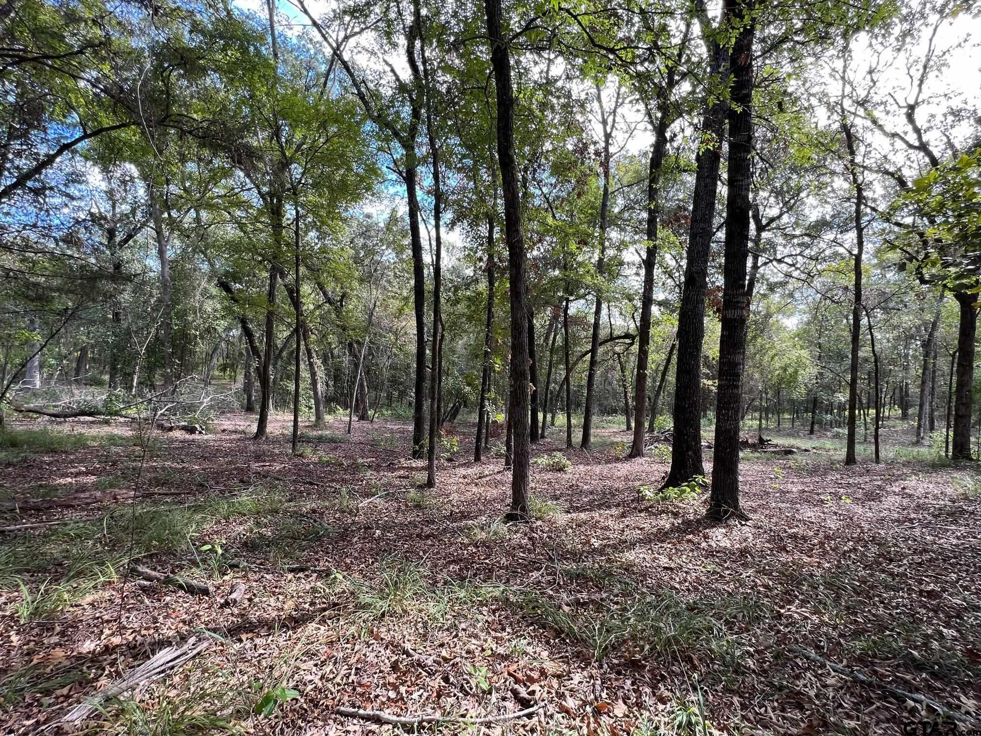 a view of some trees in the forest