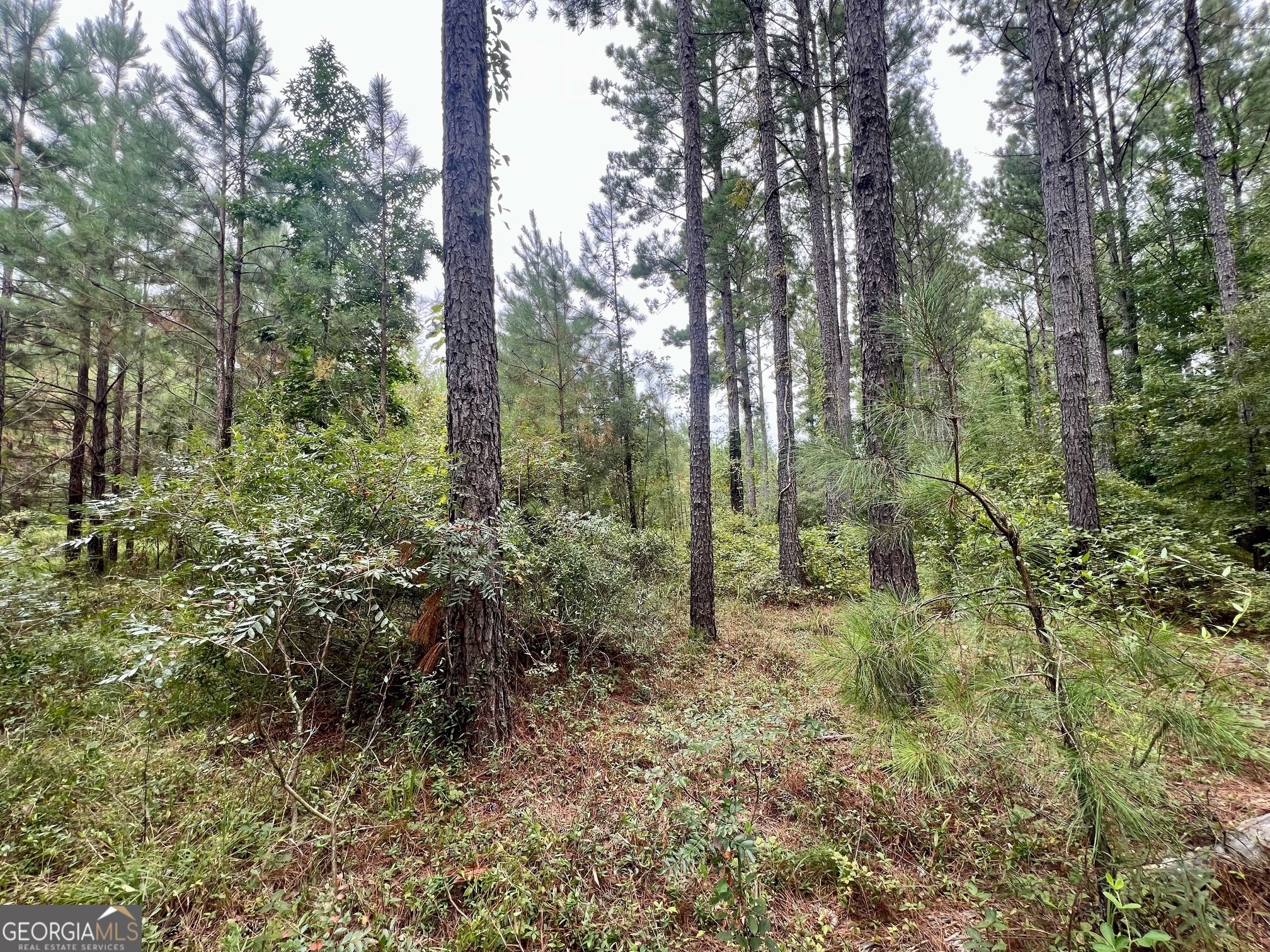 a view of a forest with trees