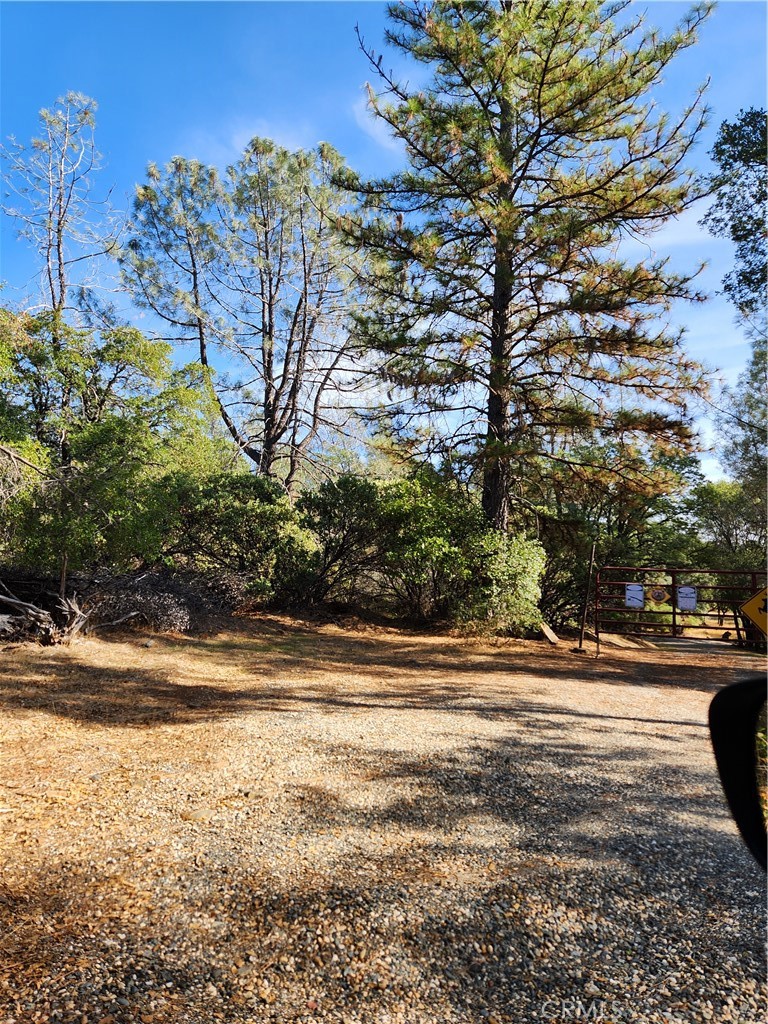 a view of a yard with a tree